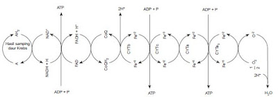 Sistem transpor elektron