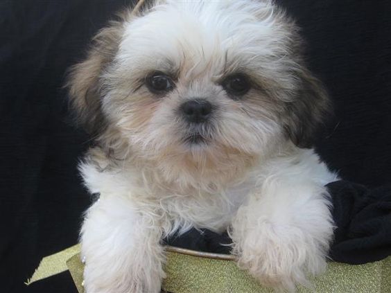 10 razões que os Shih Tzu são o melhor antidepressivo