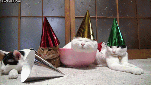 funny-gifs-aint-no-party-like-a-cat-party.gif