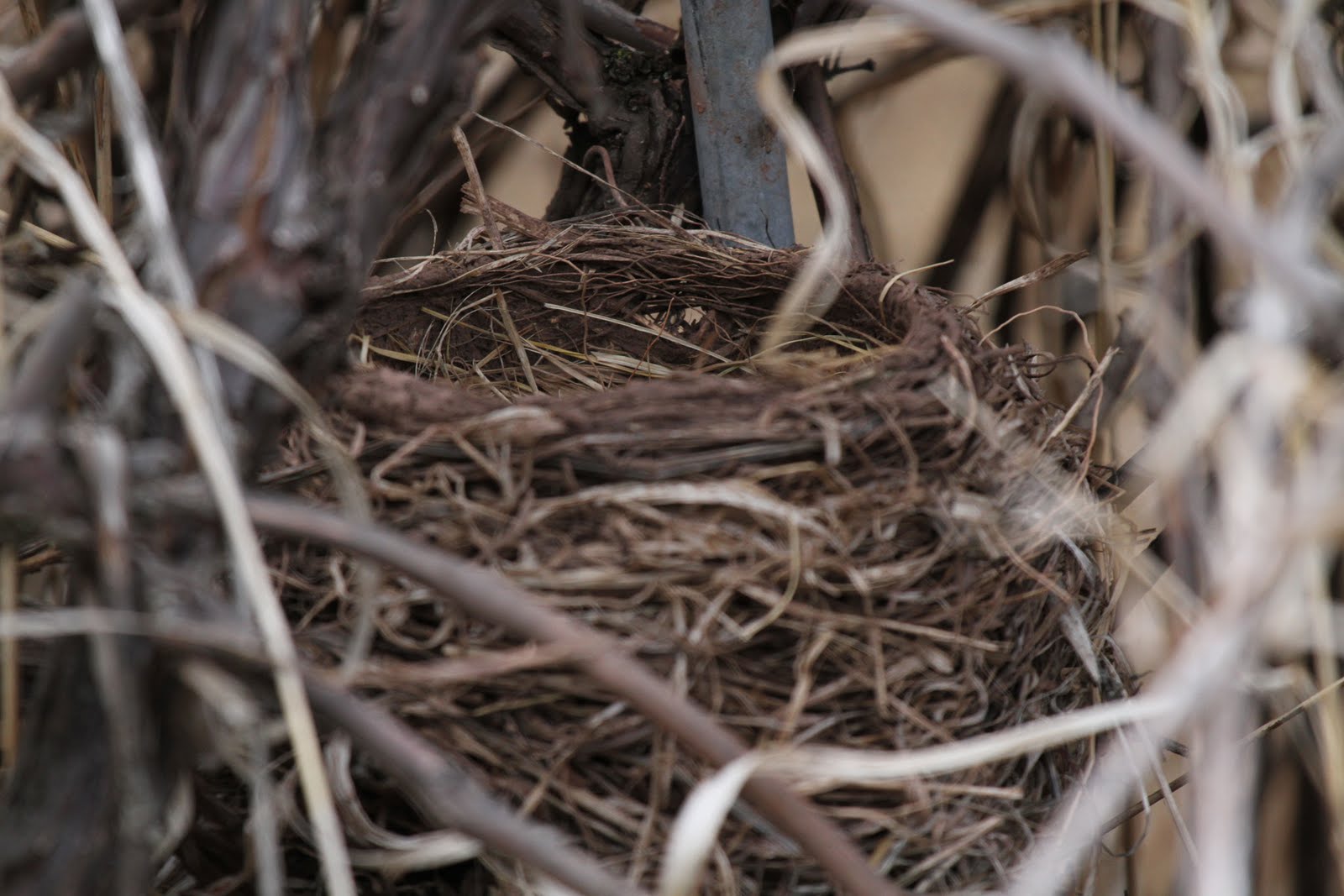 ShutterWi Look close. Nesting behavior.