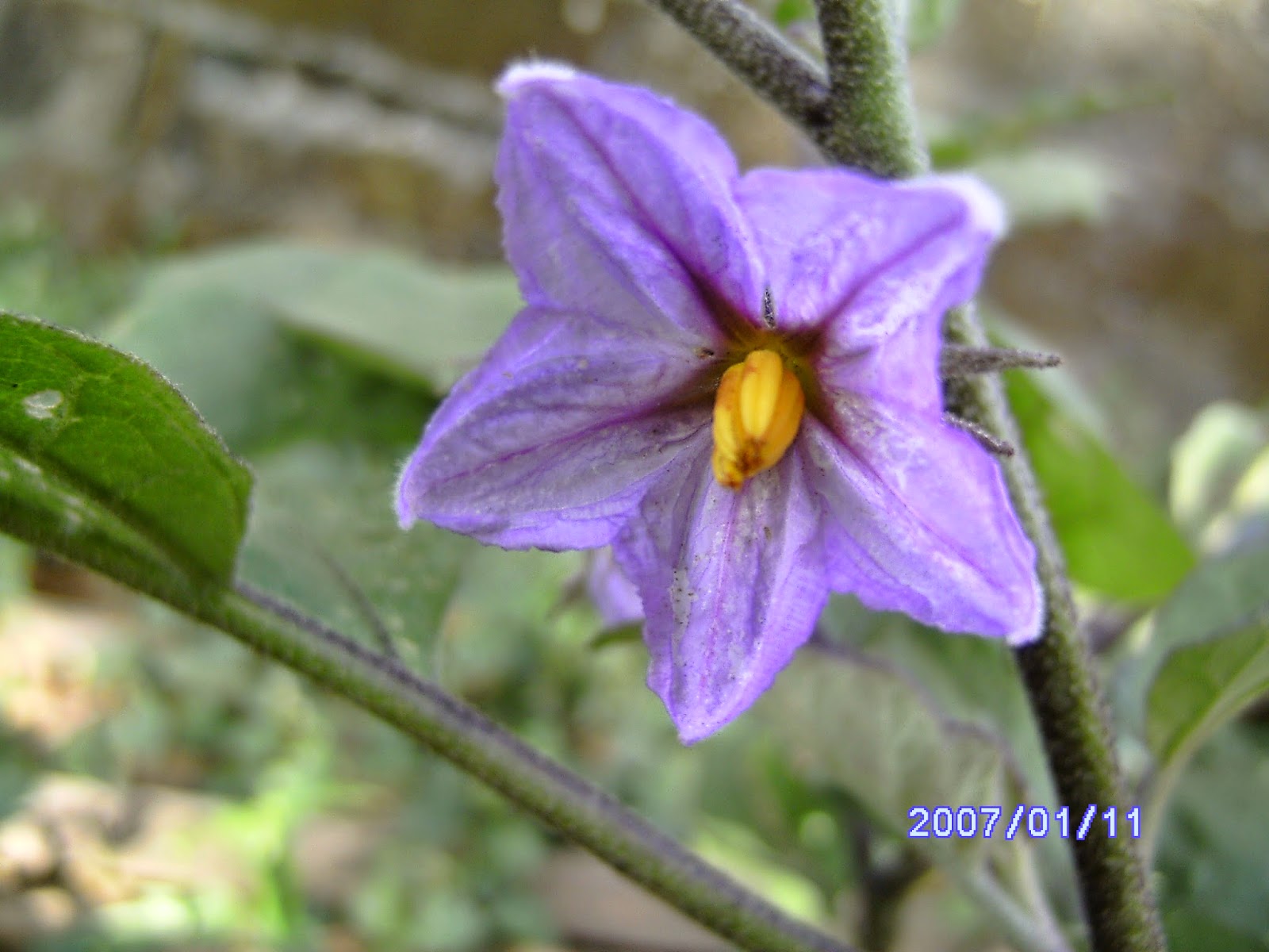 Flowers Eggplant"s Flower