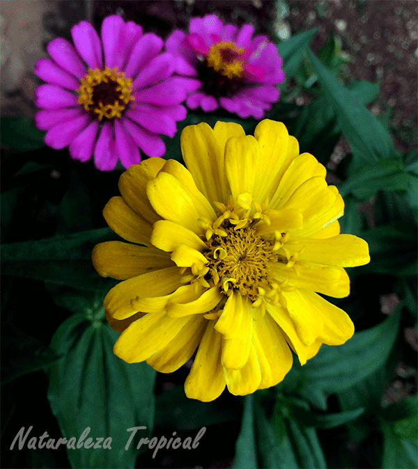 Variedad amarilla moñuda del clavelón, género Zinnia