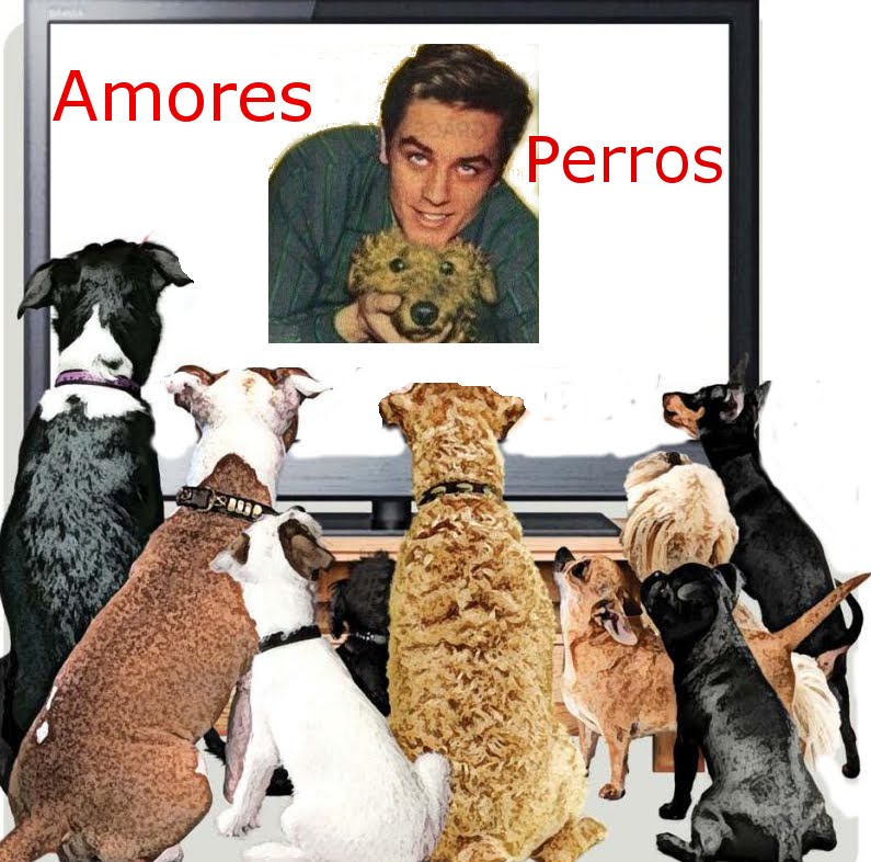 AMORES PERROS