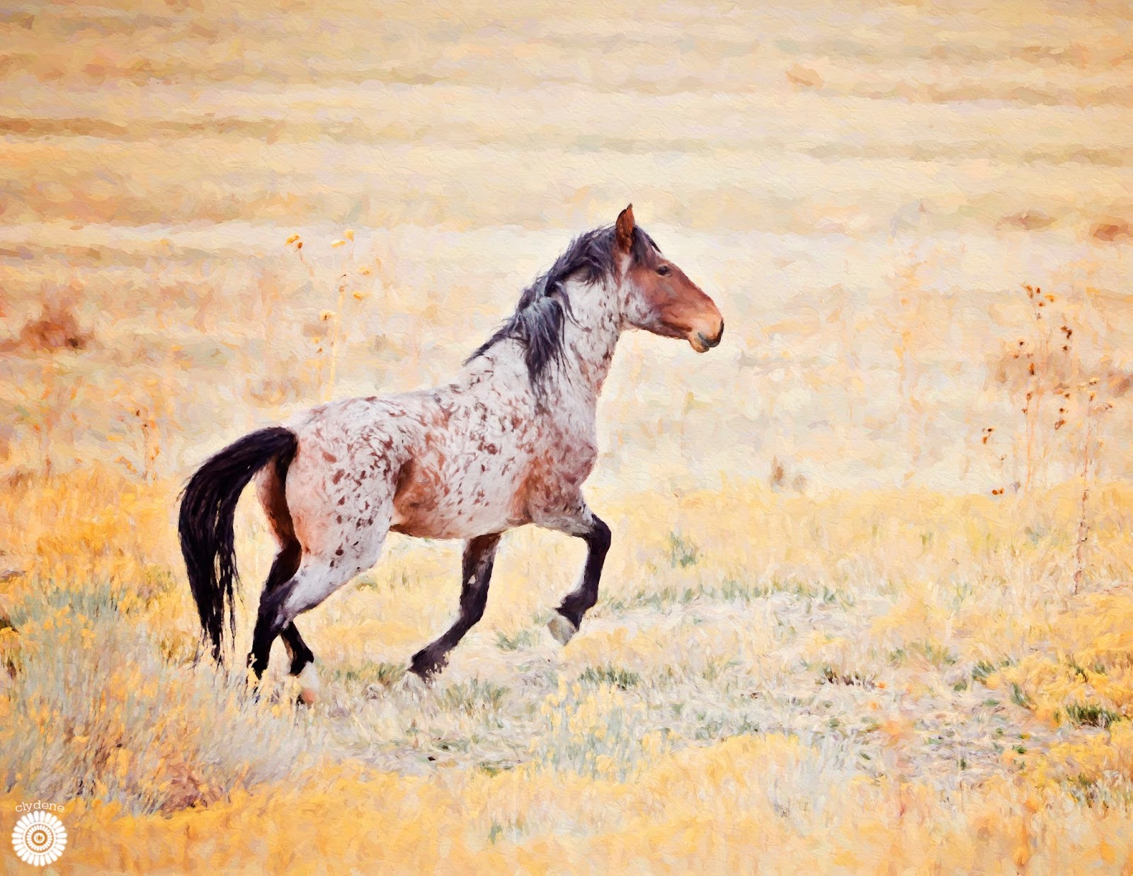 Skunk Hollow Utah Wild Horses