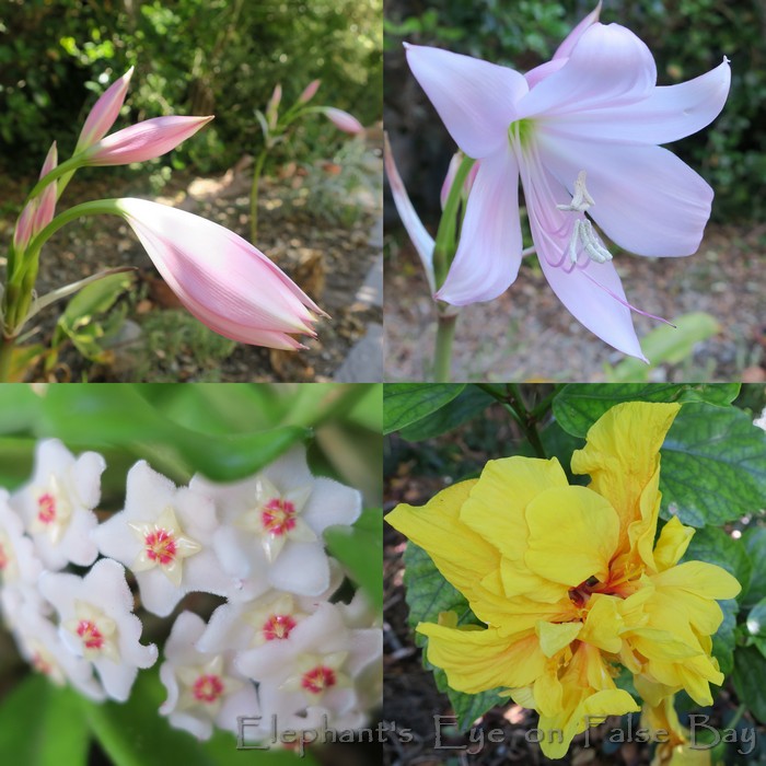 False Bay garden in January