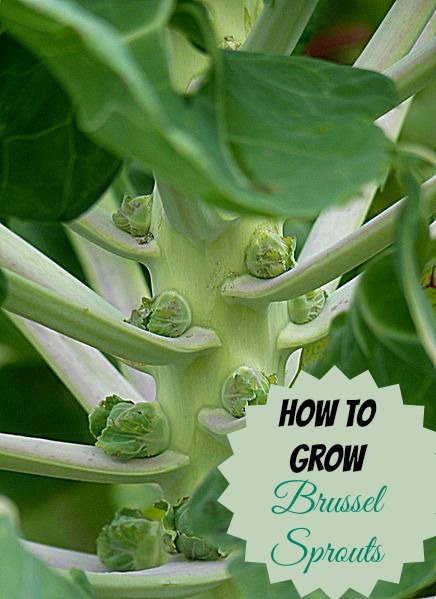 How to Grow Brussels Sprouts - Everything About Garden