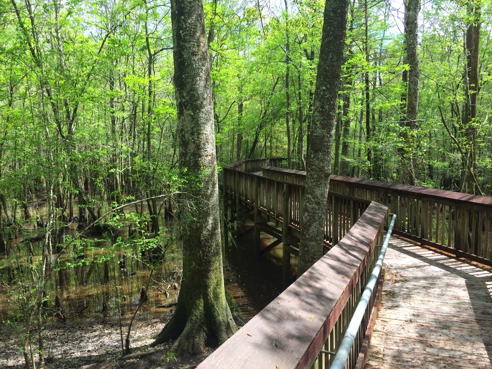 Angie Kay Dilmore Tickfaw State Park, Springfield, LA