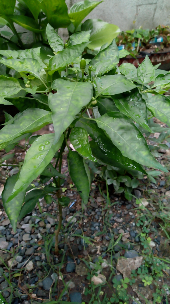 Siling Labuyo Farming Ace Tech Insights