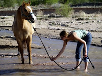 horse lead water please