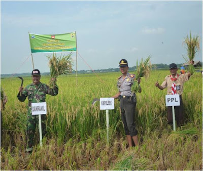 DANRAMIL SUMBERLAWANG PANEN RAYA  PADI SITUGINTI DENGAN MUSPIKA