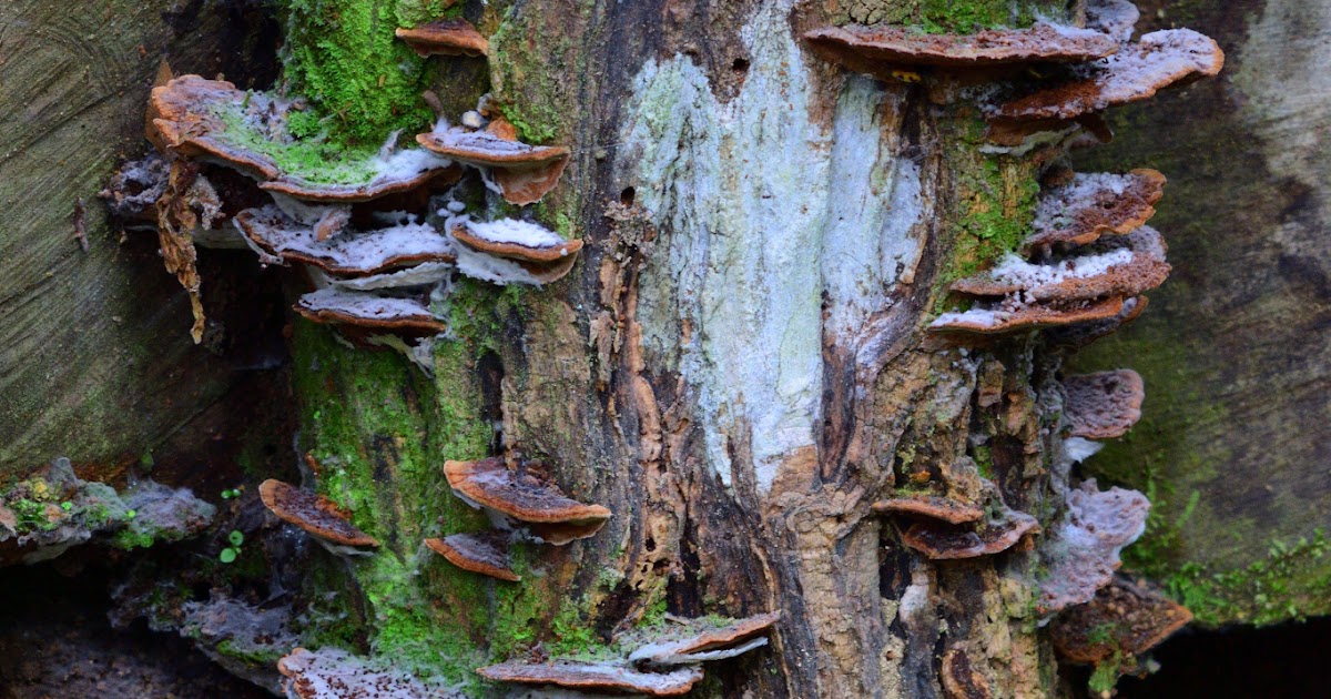 Rotting Wood with Fungus