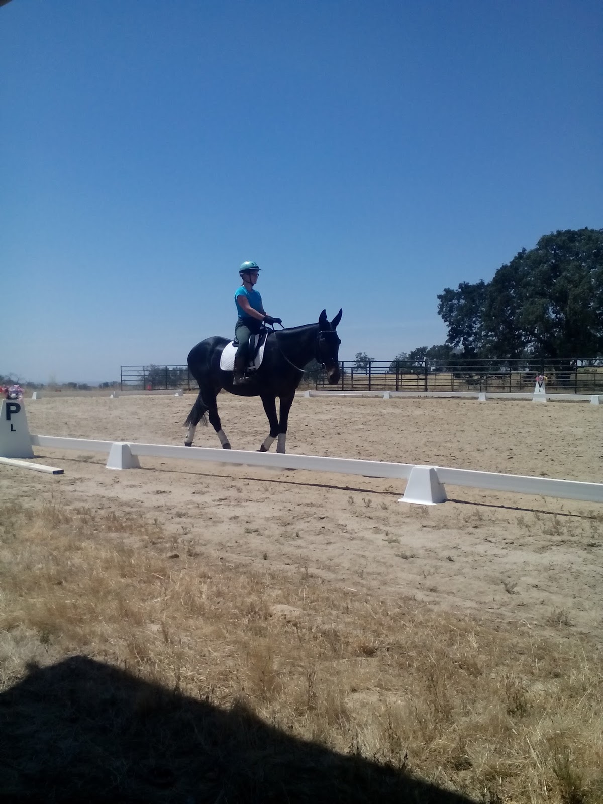 The Aspiring Equestrian