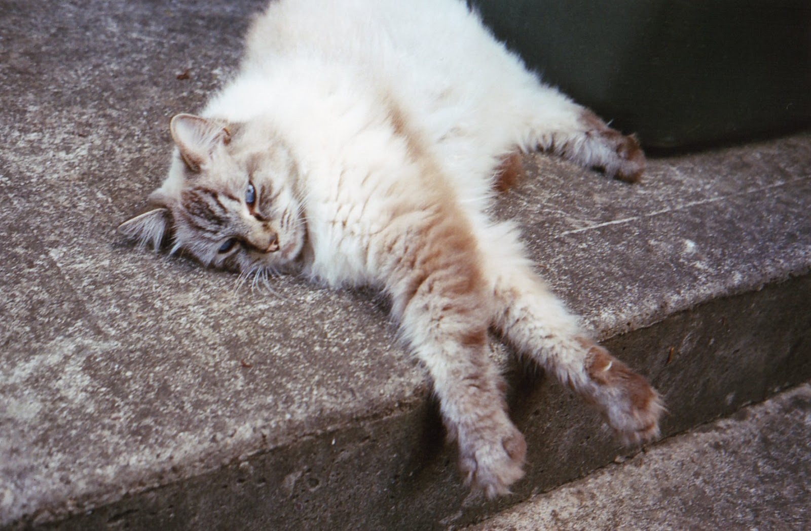 karen okuda, elashock, konichiwakaren, thoughts, feelings, personal blog, film, 35mm film, photography, analogue photography, nina nguyen