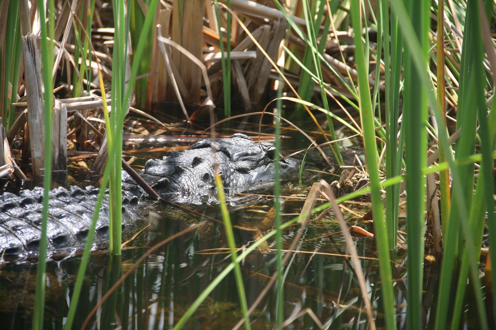 older not wiser: Alligator Rescue aka Everglades Holiday Park