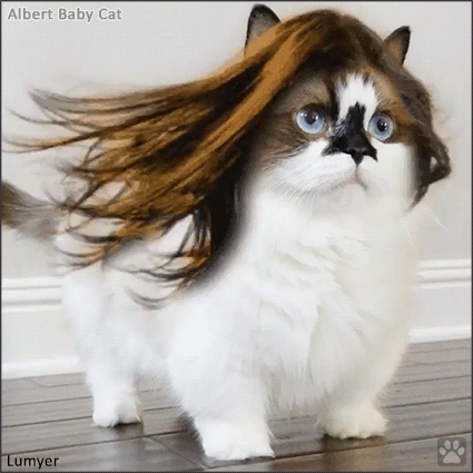 Art Cat GIF • Famous Albert Baby Cat proudly wearing his new Wig Funny and weird
