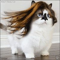 Cat Gifs Kitten Gifs World No 1 In Cat Gif Creation