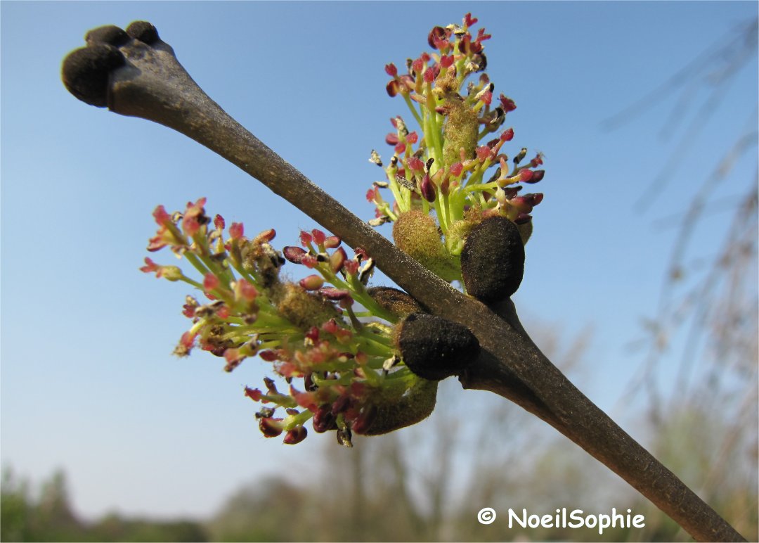 Parquet contrecollé huilé en chêne massif ALBI Tekabois