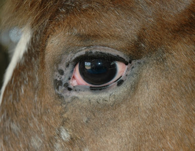 Chase+Eye+Left_0012+550pxlh+051207.jpg