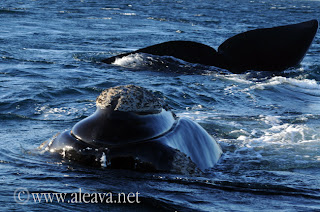 Gigantes del mar en cada avistaje de ballenas