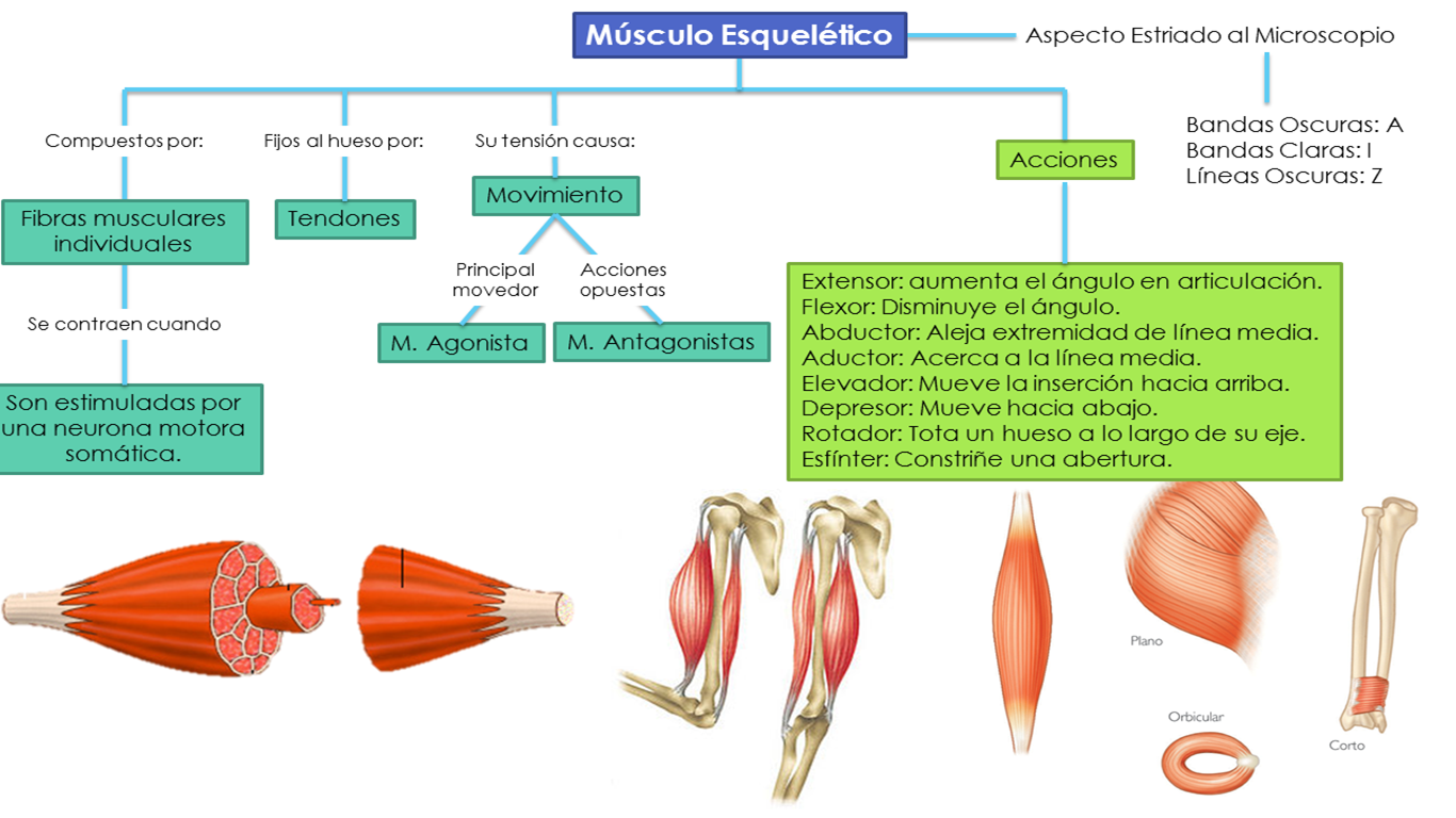 Fisiología Médica: Músculo Esquelético: Generalidades.