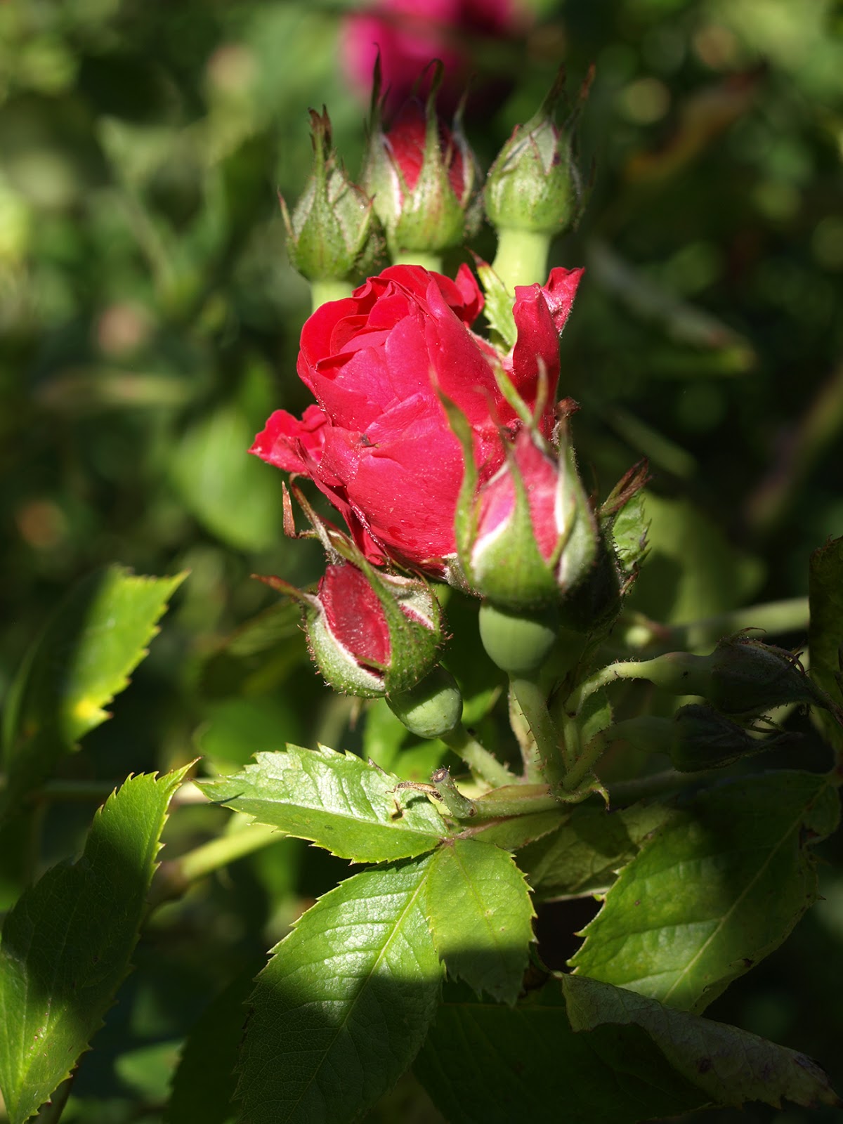 Vilt og vakkert: Før regnet som aldri kom..... Rosenes dag i dag