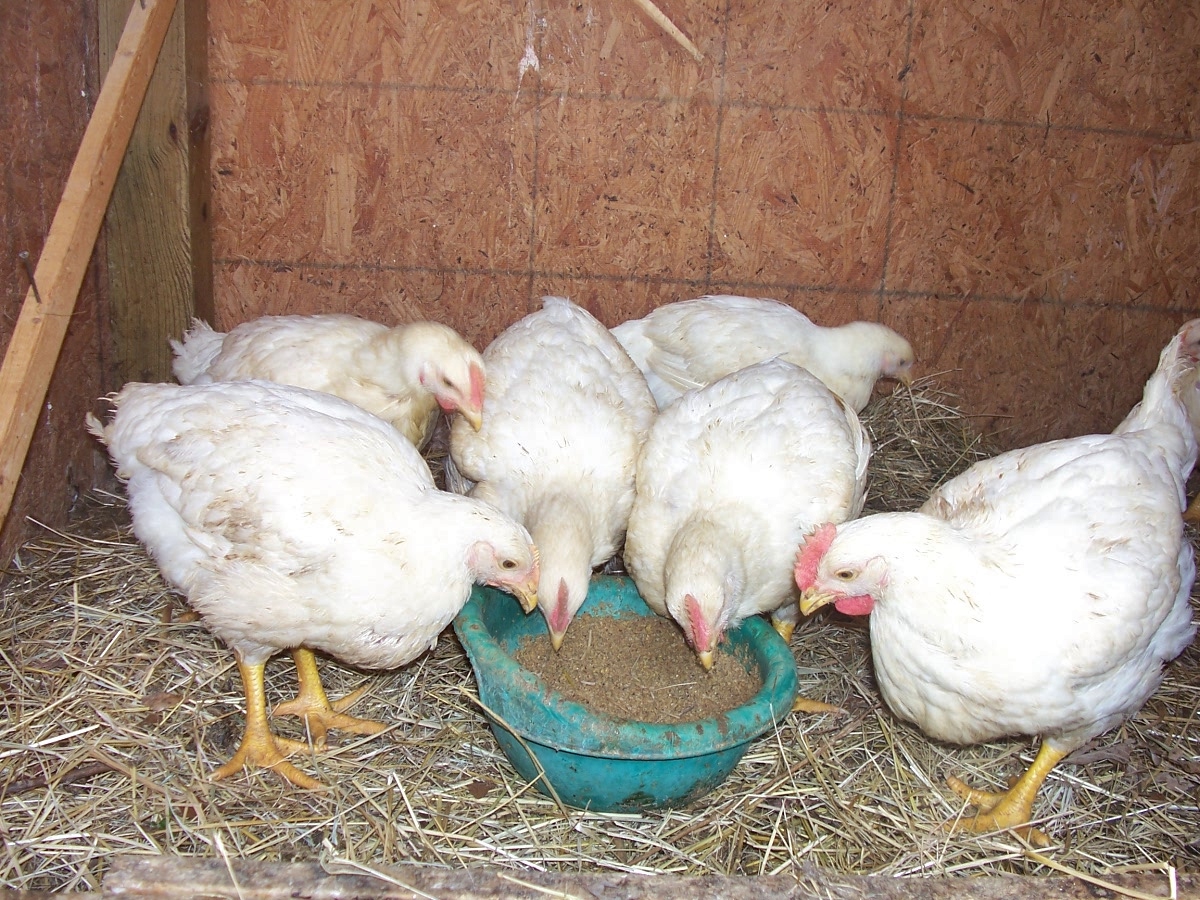 Krazo Acres Cornish Hens