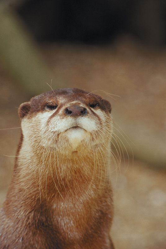 Nature: Observations and Meanings: GIANT ! BRAZILIAN OTTER: Having A ...