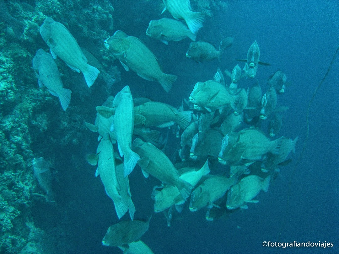 Cardumen de peces loros jorobados en Sipadán