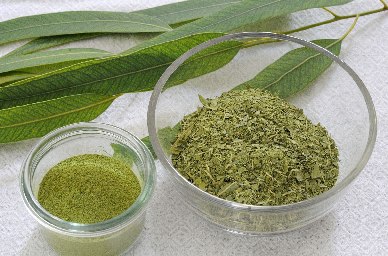 Buddha Teas USDA Certified Organic Teas What is Eucalyptus Tea Good for?