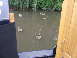 Ducks at Alrewas