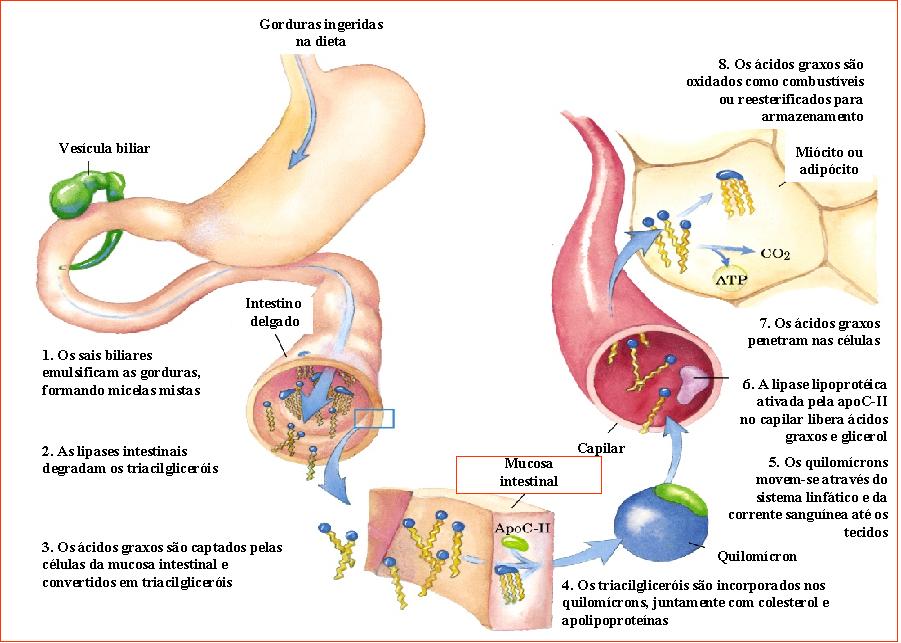 El estrés y metabolismo de hidratos de carbono
