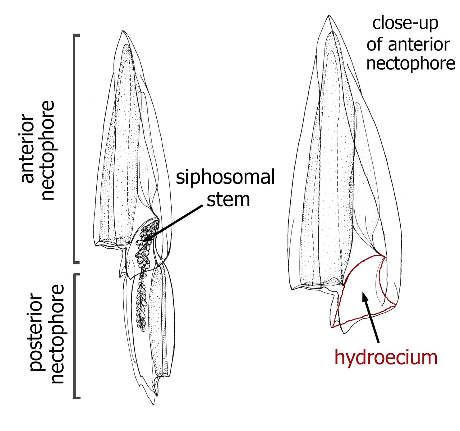 The Natural History Of Bodega Head Swimming Bells