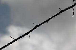 Frontera. Foto: D.C. Guadualones, Yacopí. 2019.