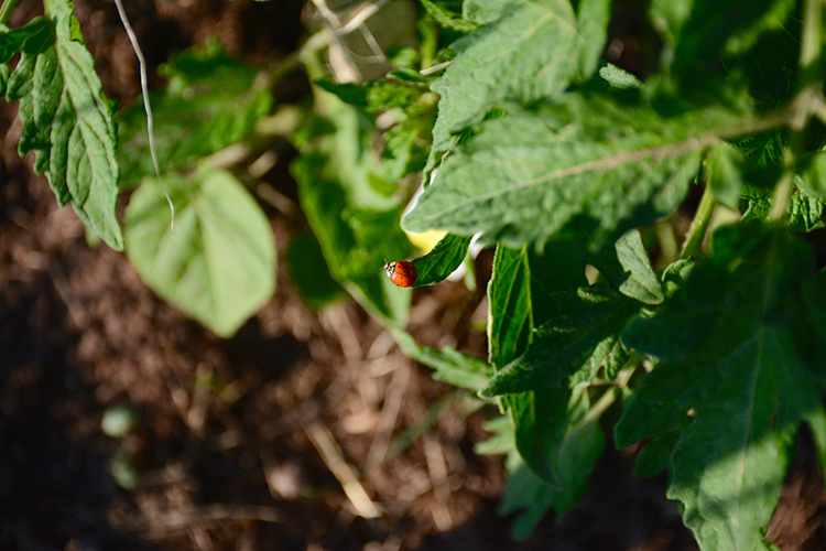 Gardening; critters | My Darling Days Gardening; critters | My Darling Days