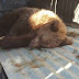 Τραυματισμένο αρκουδάκι μέσα στο Μέτσοβο