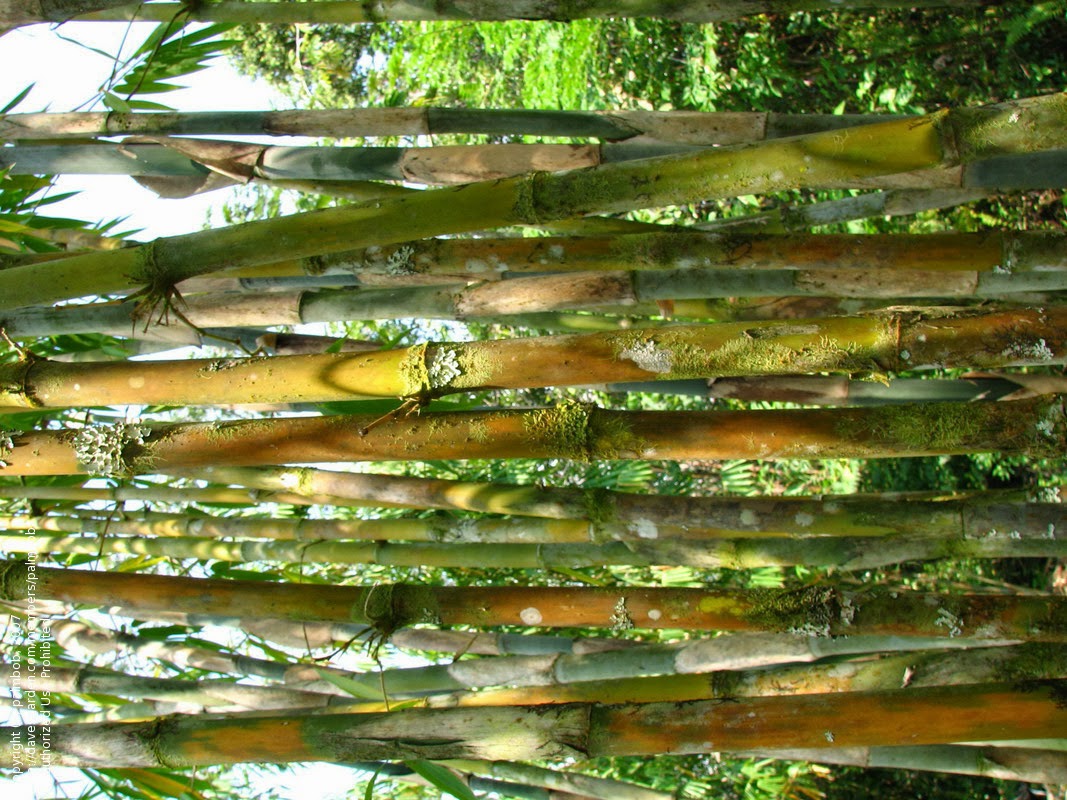  Klasifikasi  Tanaman Bambu  Kuning  Klasifikasi  Tanaman