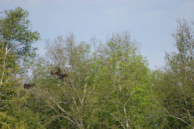 Turkey Vultures Photo by Trisha Field