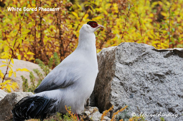Qinghai Birding Tour