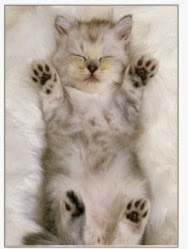 Cute Cats & Kittens Gift Ideas