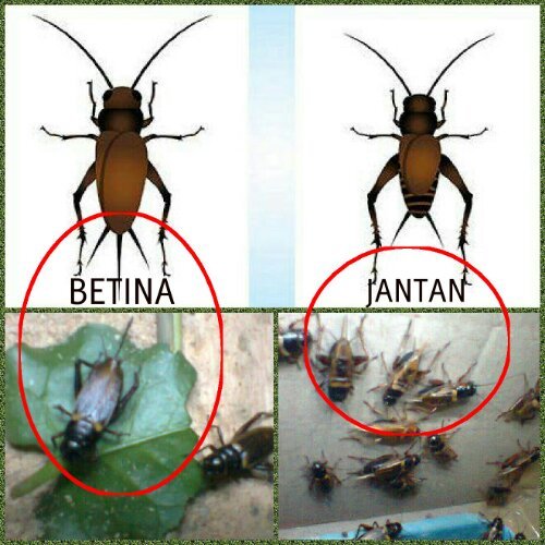 Panduan Pilih Induk Jangkrik Unggulan