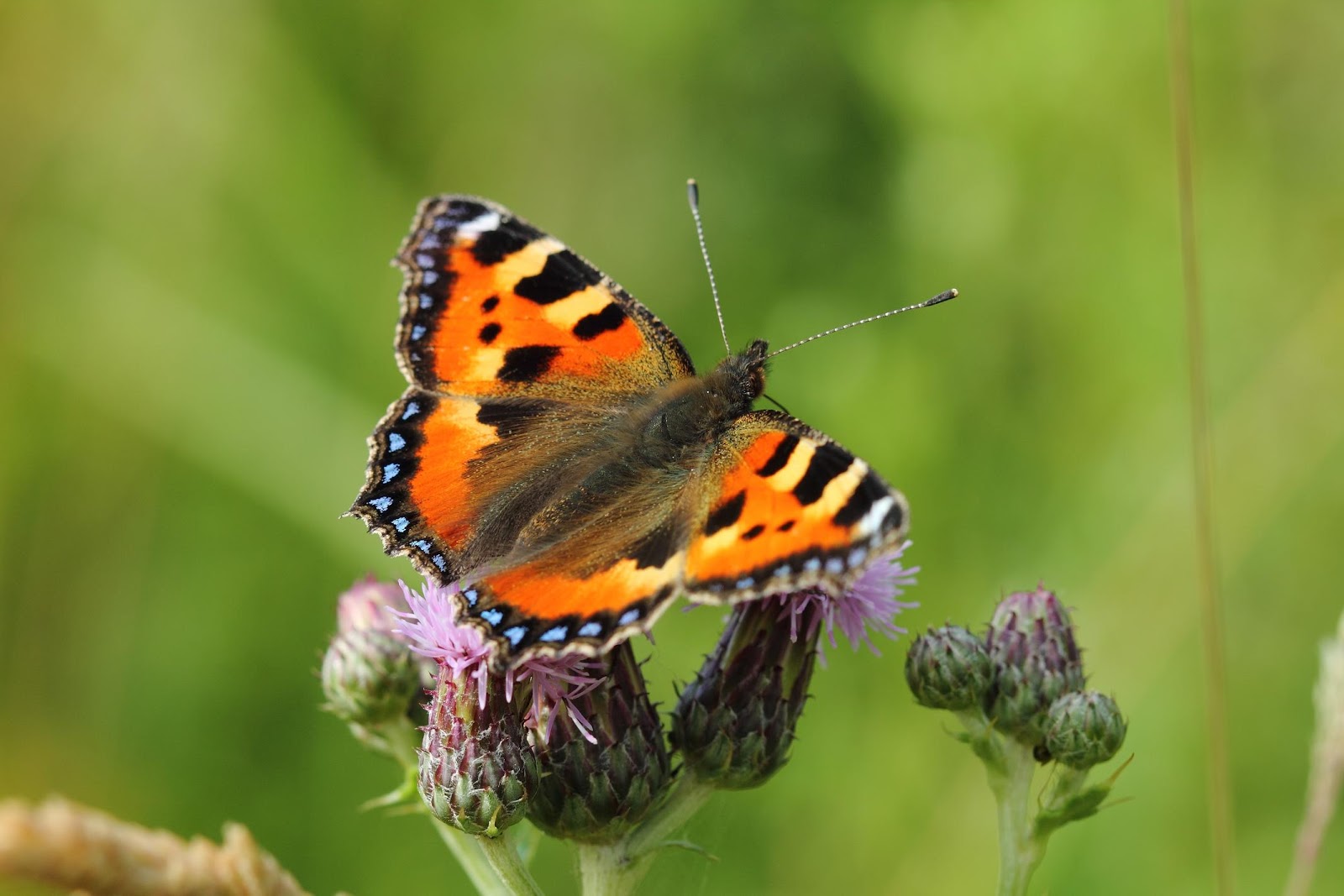 DROOMGOLVEN VLINDEREN Kleine Vos