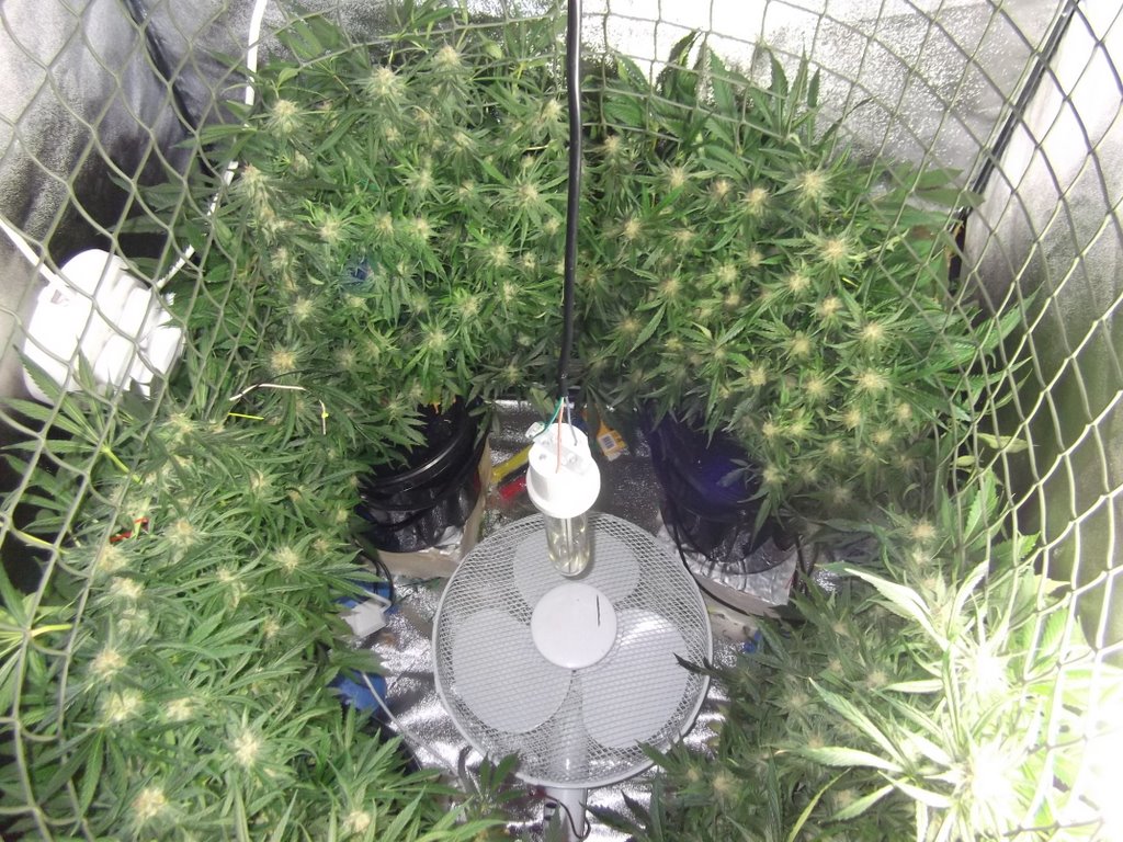 Michigan Medical Marijuana Report GROW TIP The "Sea of Green