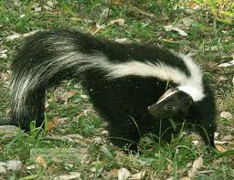 destakados especies gneros zorrillos