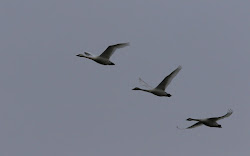 behind birds decided few leave