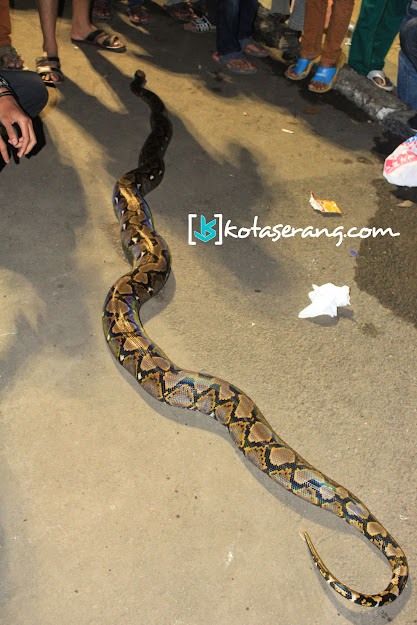 KEPATIL (Keluarga Pecinta Reptil) - KotaSerang.Com KEPATIL (Keluarga Pecinta Reptil) - KotaSerang.Com