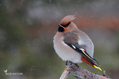 Ampelis europeo - Bohemian waxwing - Bombycilla garrrulus. El típico penacho y las puntas de alas y cola amarillas son diagnósticas en la especie, así como las motas rojas de las secundarias. Está muy extendido en los bosques de Europa y alguna vez se puede ver por el norte de la Península.