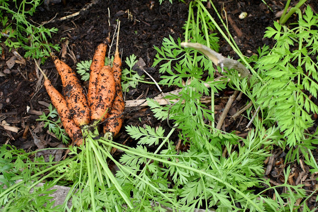 Growing carrots- harvest