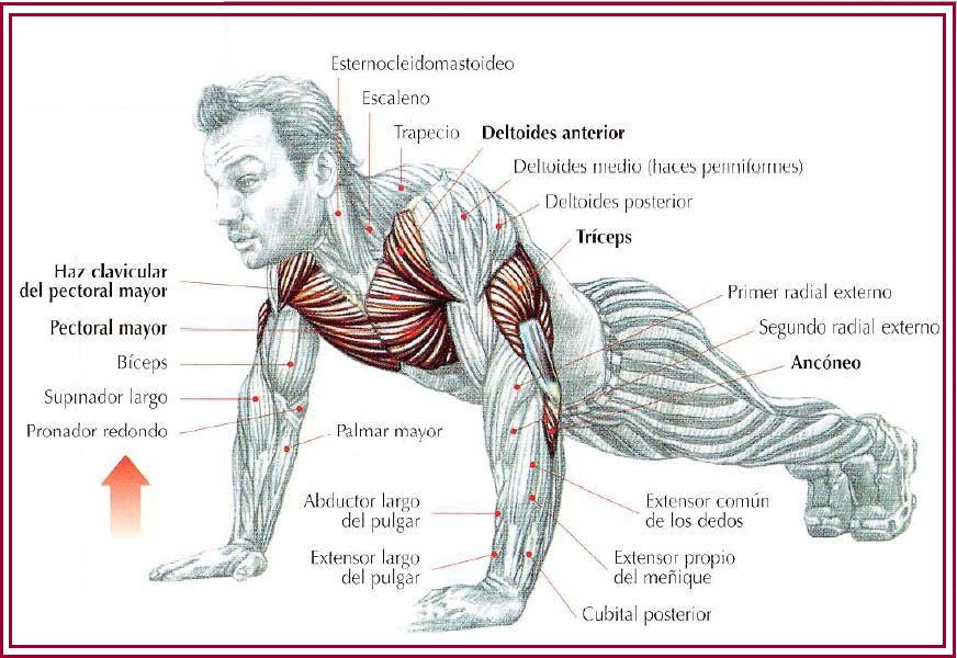 Magnafitness Flexiones de brazo