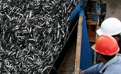 Anchovetas Foto de pesca de anchovetas