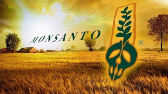 EPA na cama com a Monsanto / Bayer, ocultando estudos que mostram que o glifosato causa câncer